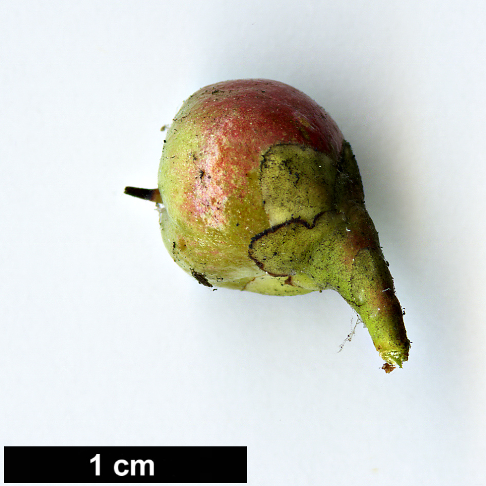 High resolution image: Family: Theaceae - Genus: Camellia - Taxon: lutchuensis