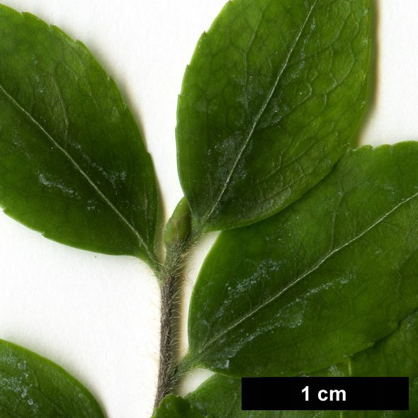 High resolution image: Family: Theaceae - Genus: Camellia - Taxon: transarisanensis