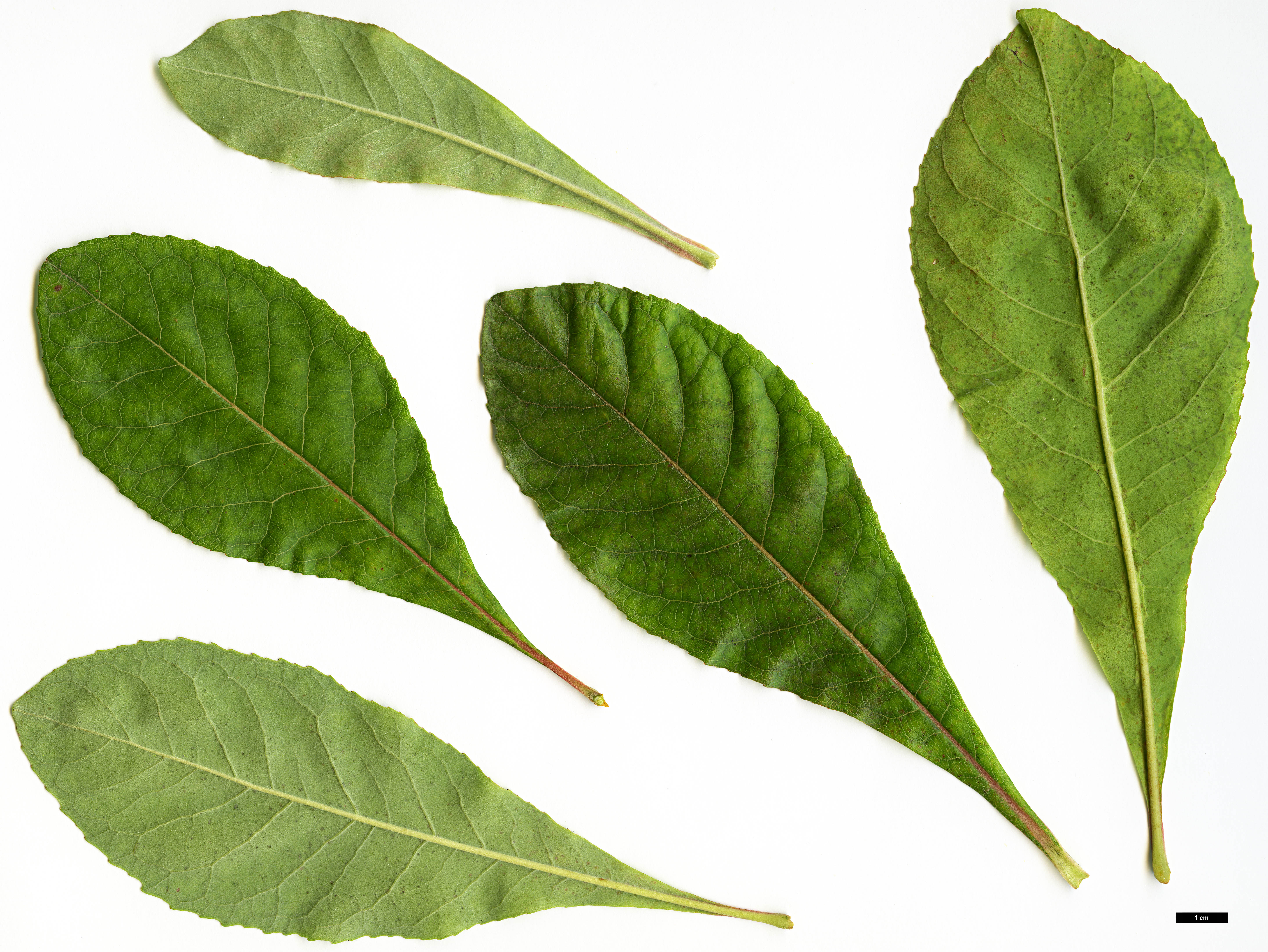 High resolution image: Family: Theaceae - Genus: Franklinia - Taxon: alatamaha