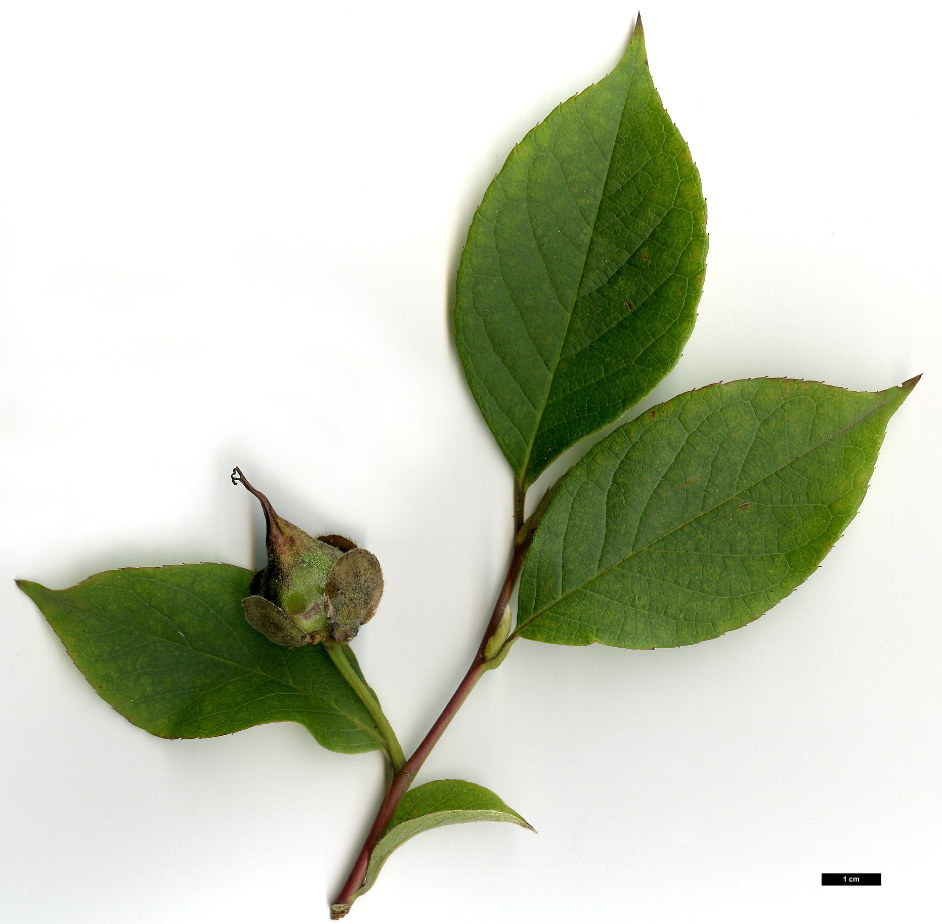 High resolution image: Family: Theaceae - Genus: Stewartia - Taxon: pseudocamellia