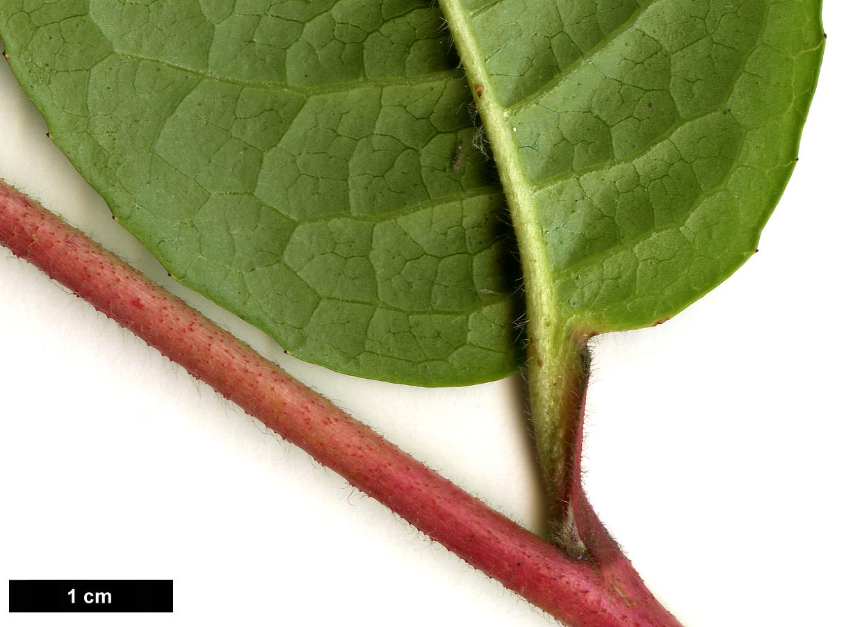 High resolution image: Family: Theaceae - Genus: Stewartia - Taxon: pteropetiolata