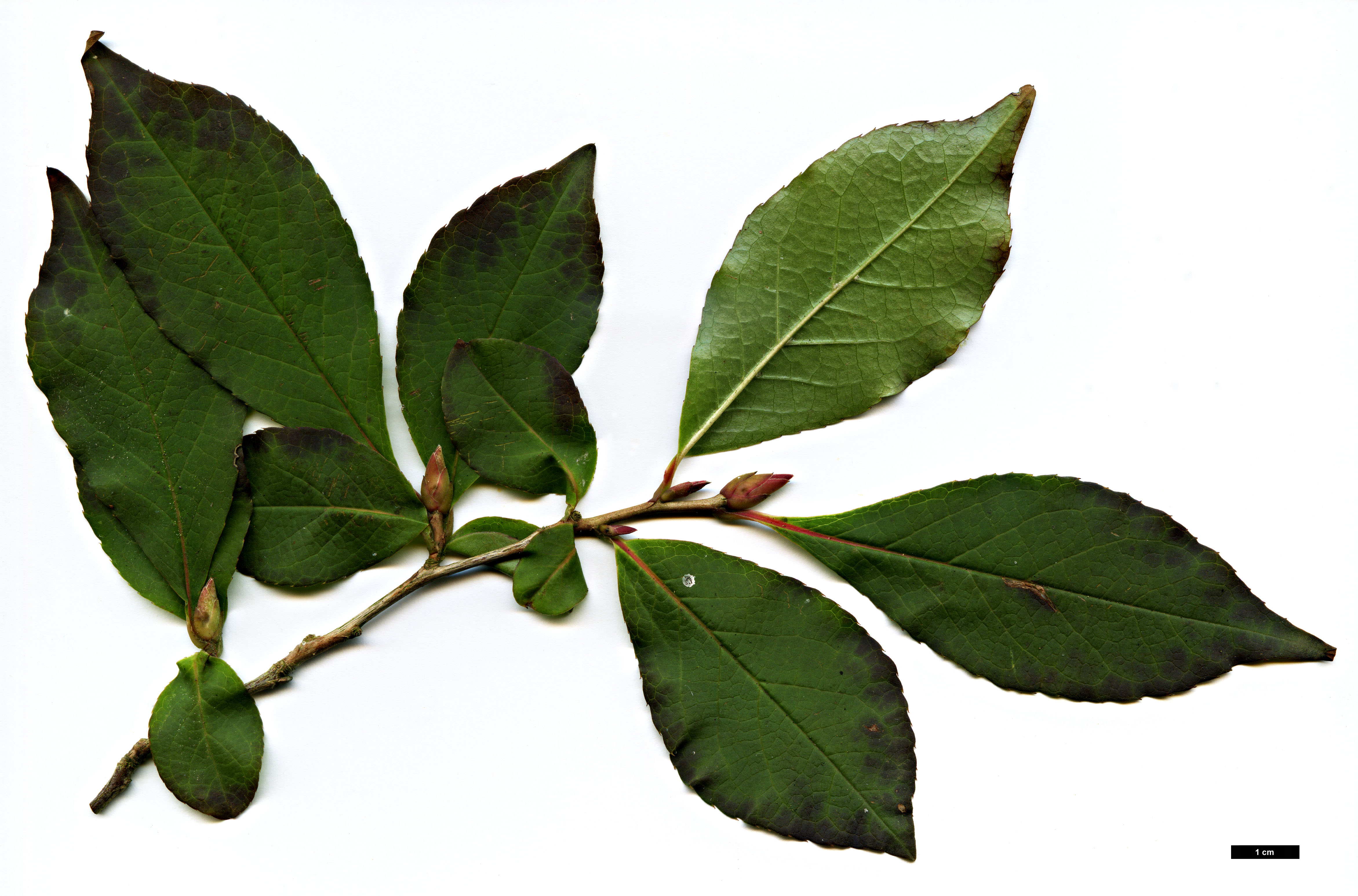 High resolution image: Family: Theaceae - Genus: Stewartia - Taxon: serrata