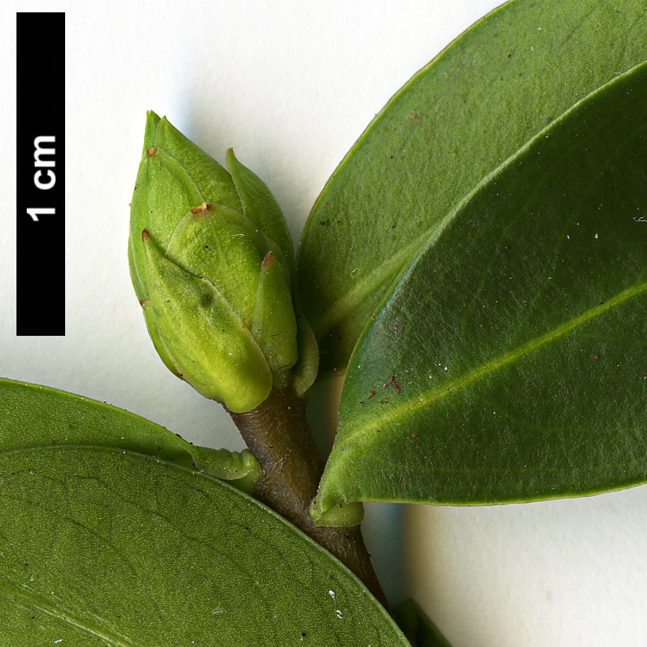 High resolution image: Family: Thymelaeaceae - Genus: Daphne - Taxon: pontica