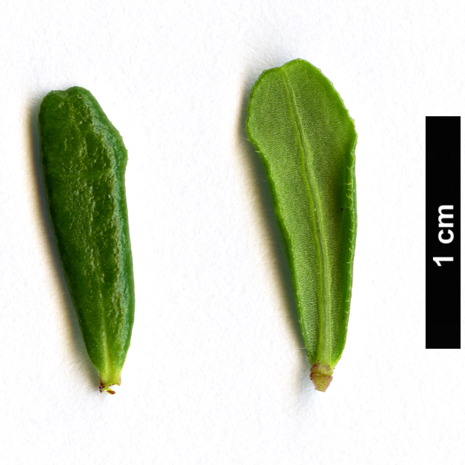 High resolution image: Family: Thymelaeaceae - Genus: Daphne - Taxon: rodriguezii