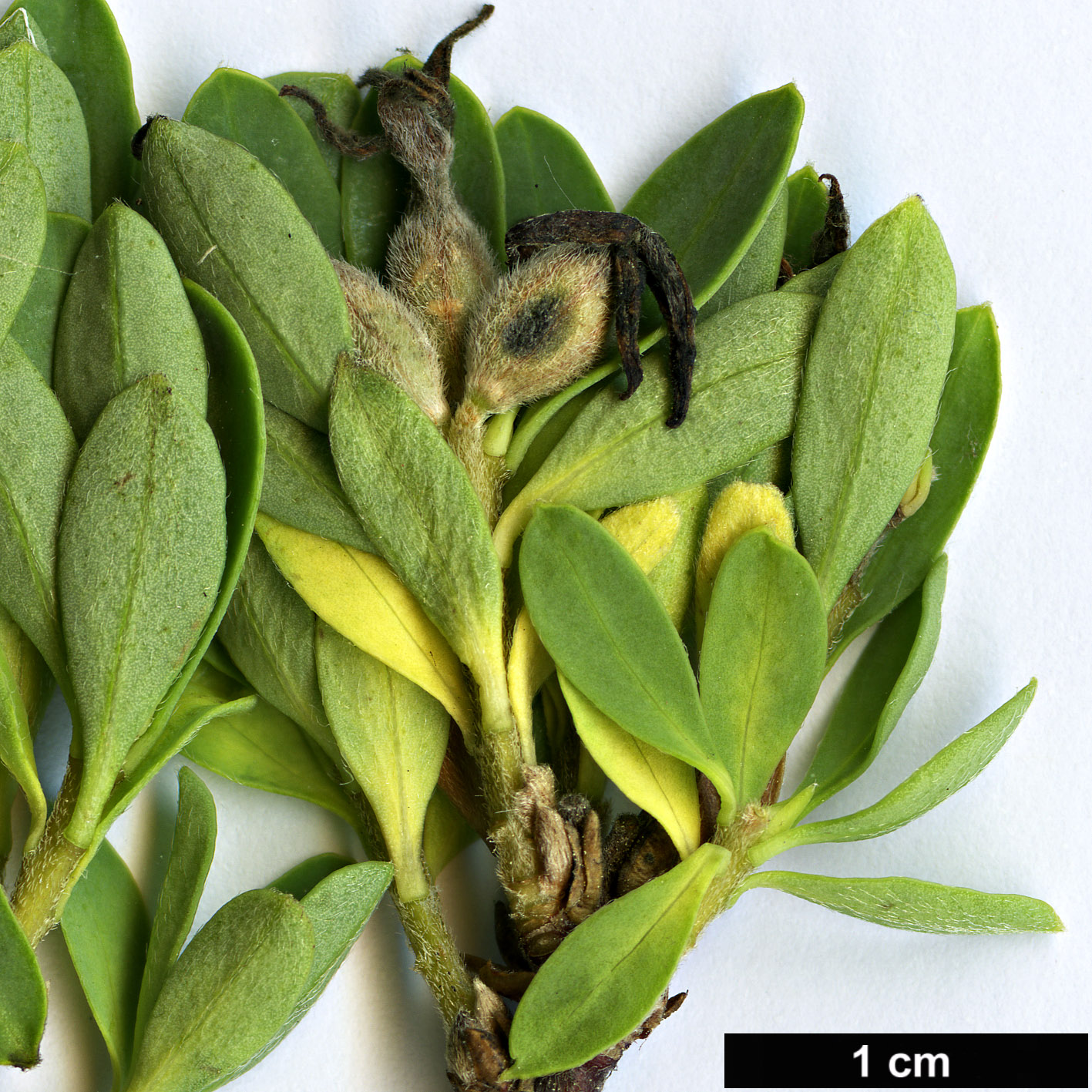 High resolution image: Family: Thymelaeaceae - Genus: Daphne - Taxon: sojakii