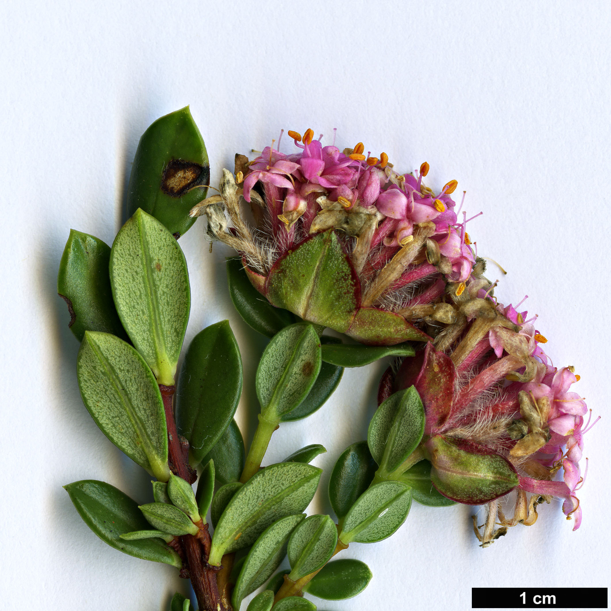 High resolution image: Family: Thymelaeaceae - Genus: Pimelea - Taxon: ferruginea