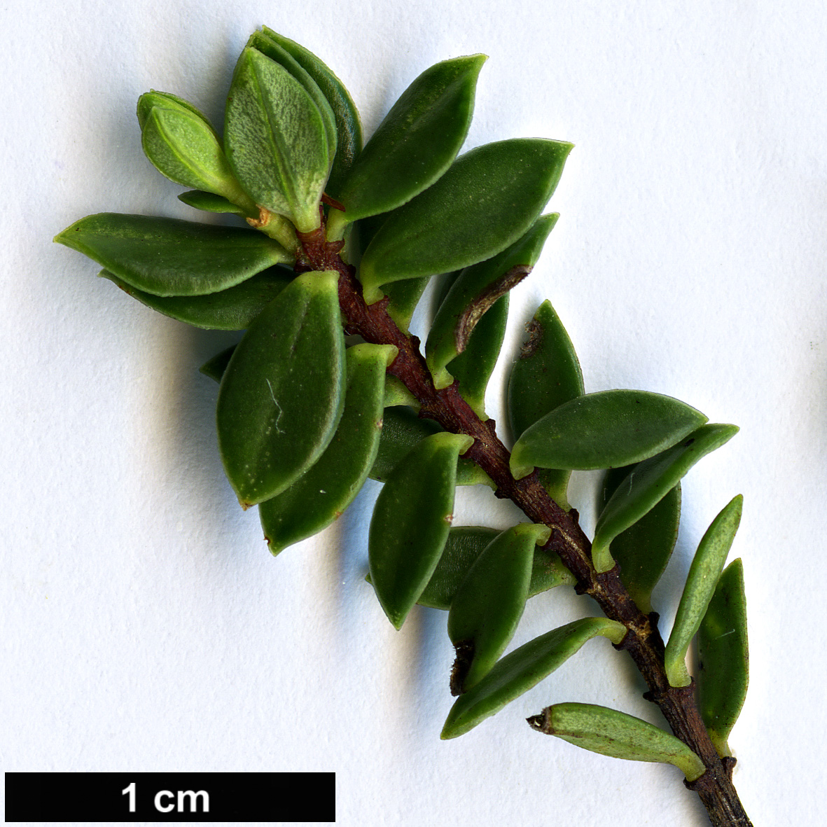 High resolution image: Family: Thymelaeaceae - Genus: Pimelea - Taxon: ferruginea