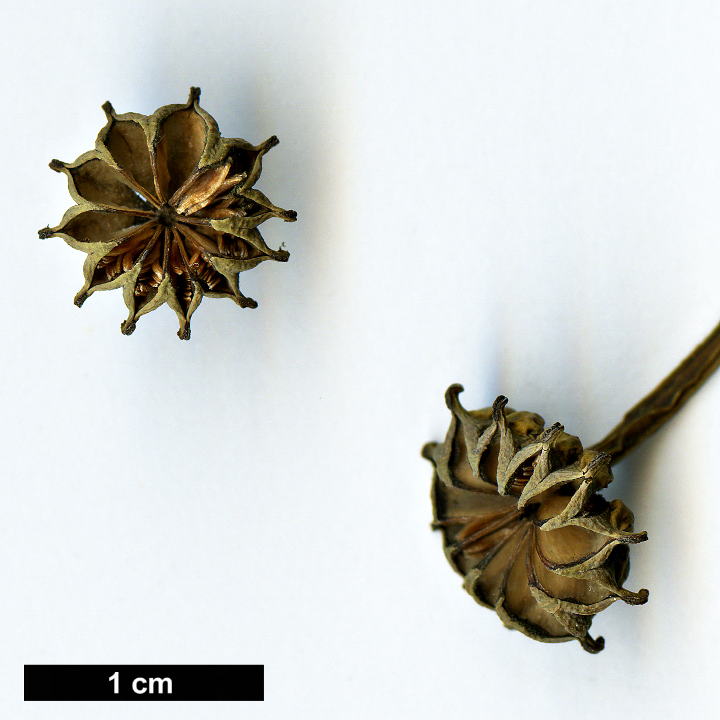 High resolution image: Family: Trochodendraceae - Genus: Trochodendron - Taxon: aralioides