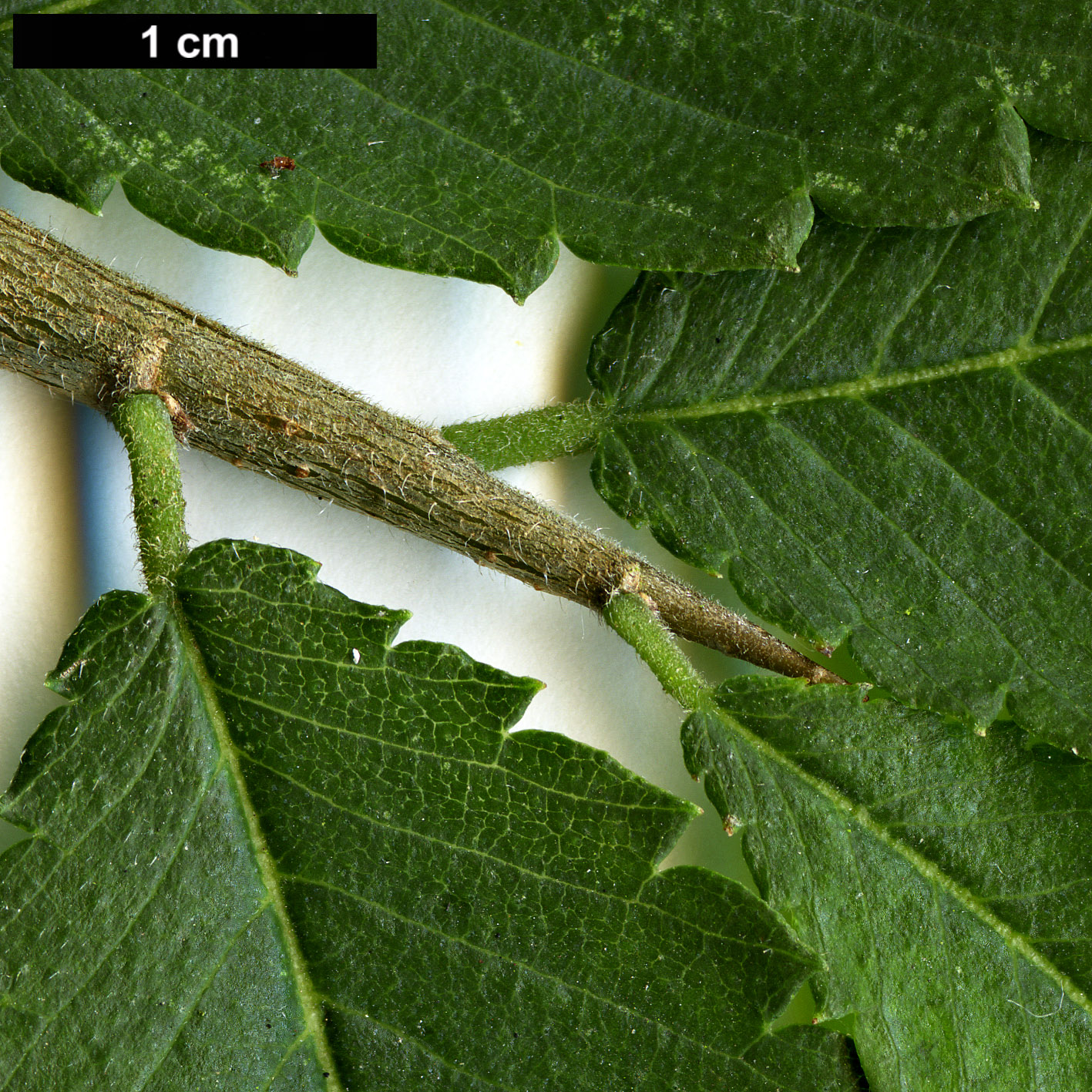 High resolution image: Family: Ulmaceae - Genus: Hemiptelea - Taxon: davidii
