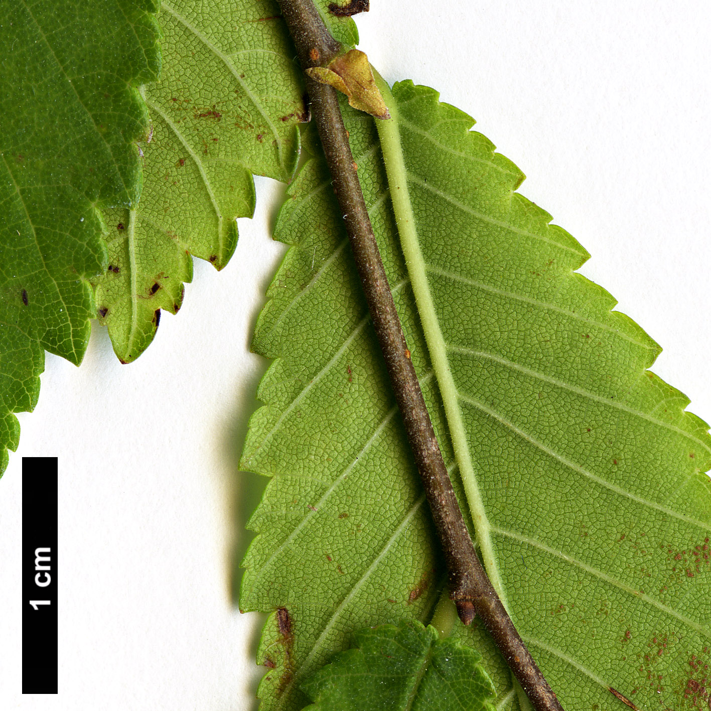 High resolution image: Family: Ulmaceae - Genus: Ulmus - Taxon: alata