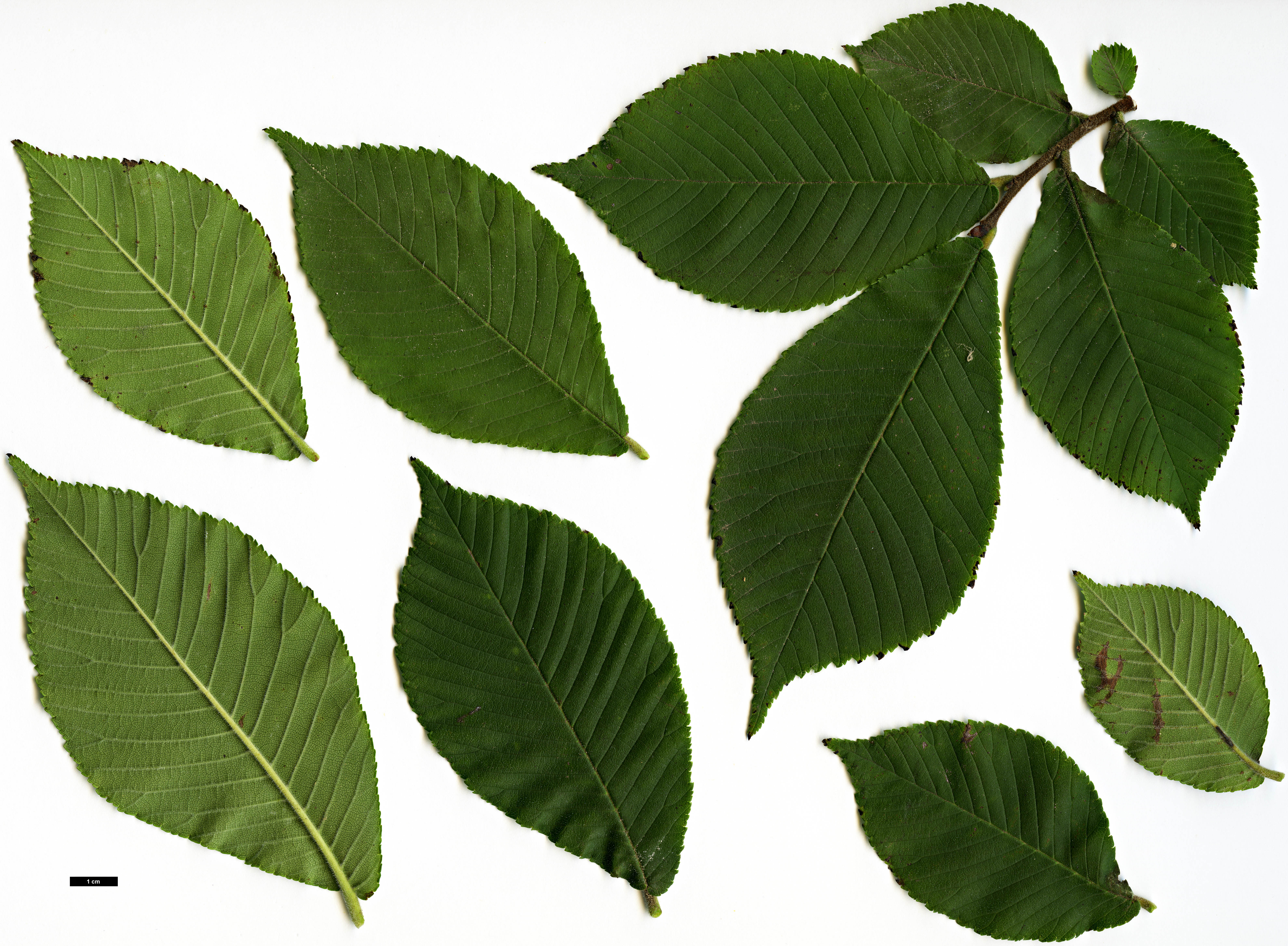 High resolution image: Family: Ulmaceae - Genus: Ulmus - Taxon: chenmoui