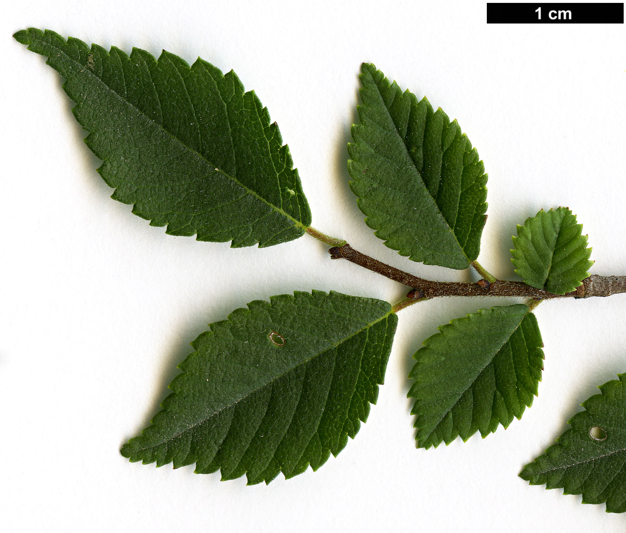 High resolution image: Family: Ulmaceae - Genus: Ulmus - Taxon: glaucescens