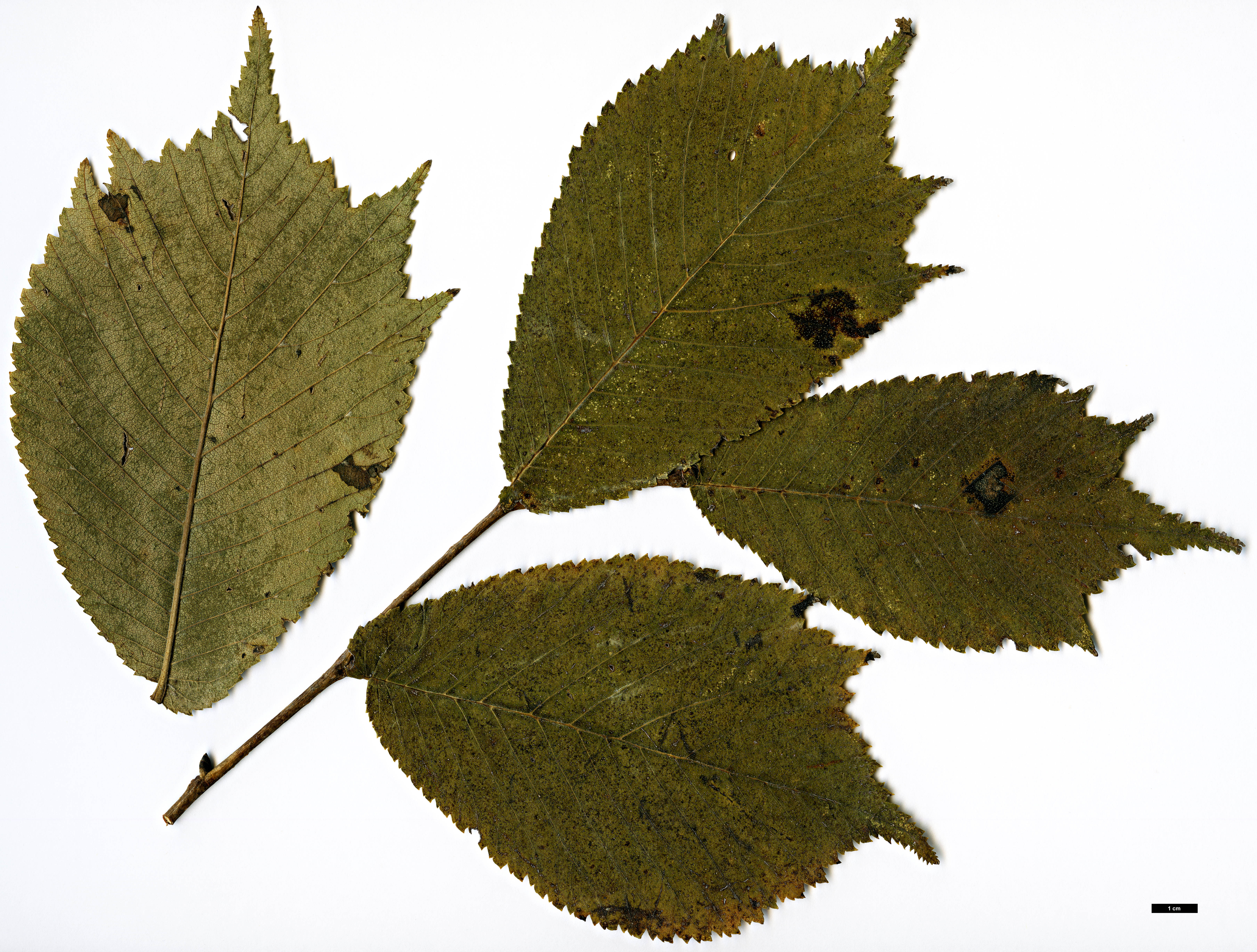 High resolution image: Family: Ulmaceae - Genus: Ulmus - Taxon: laciniata