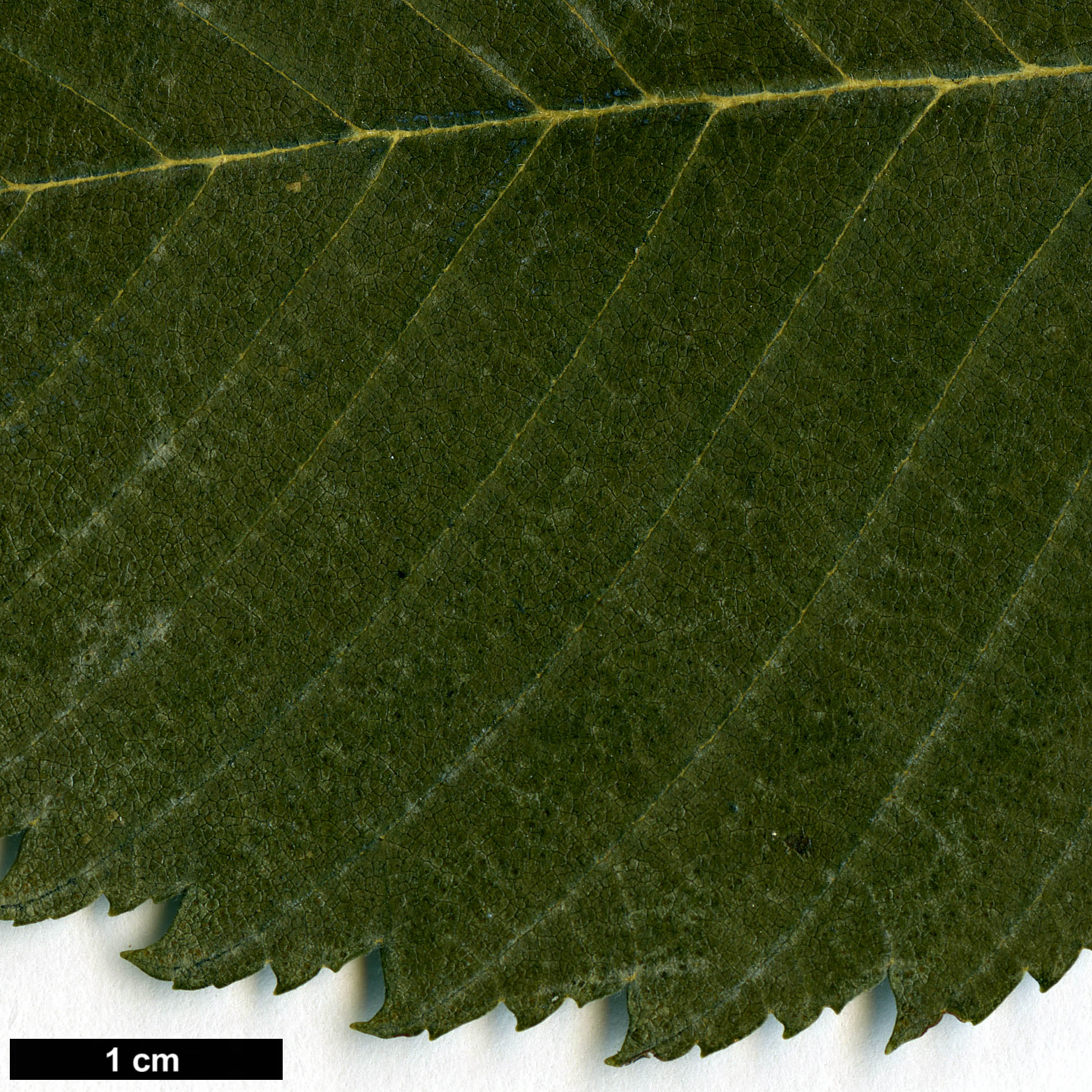 High resolution image: Family: Ulmaceae - Genus: Ulmus - Taxon: laevis