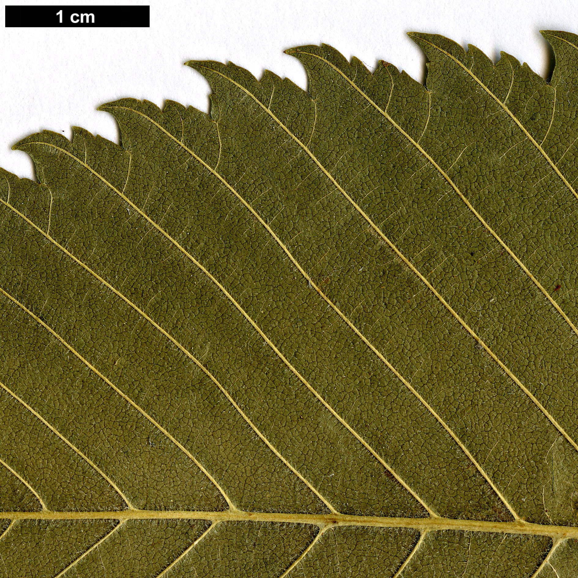 High resolution image: Family: Ulmaceae - Genus: Ulmus - Taxon: laevis