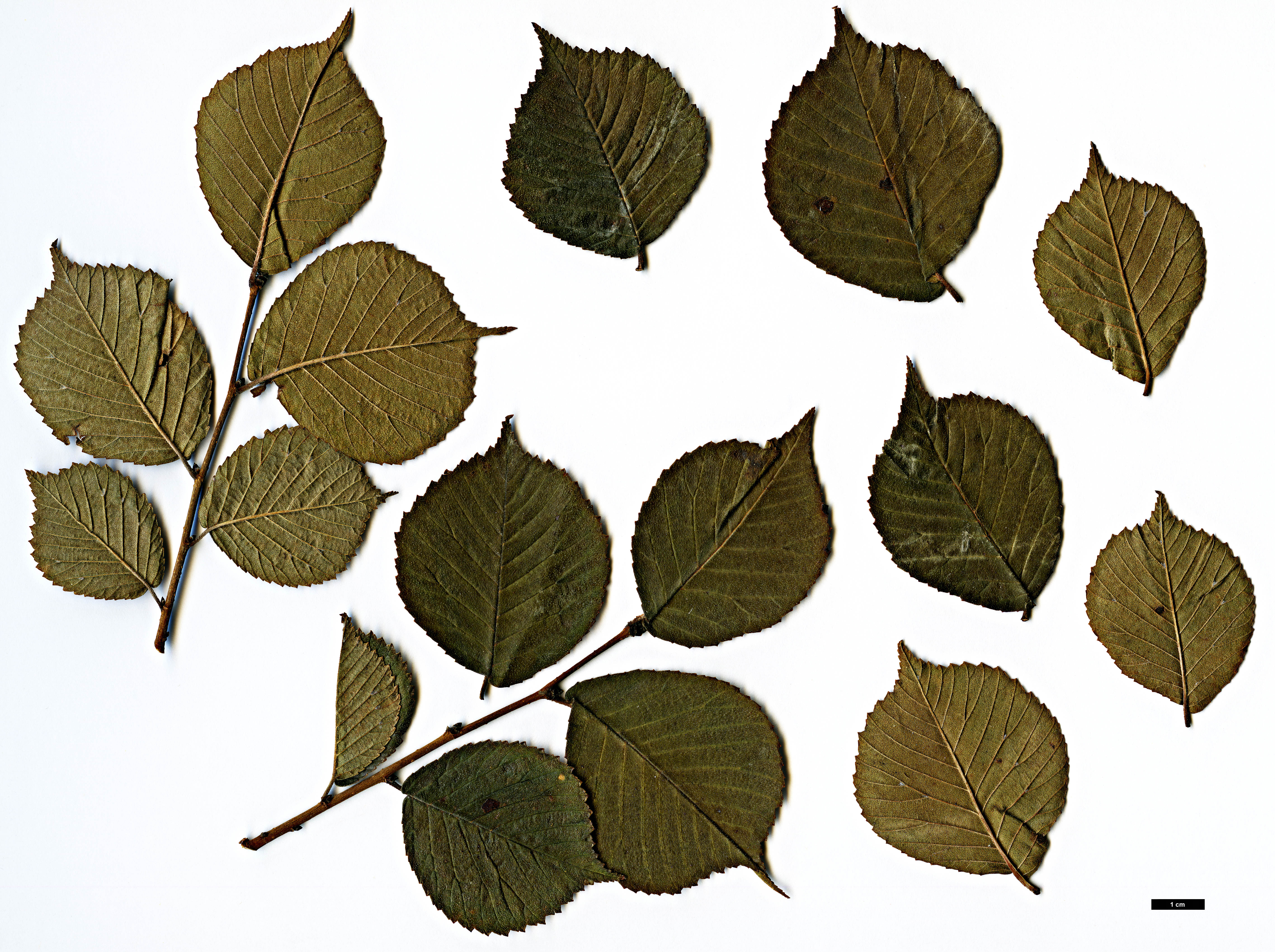 High resolution image: Family: Ulmaceae - Genus: Ulmus - Taxon: macrocarpa