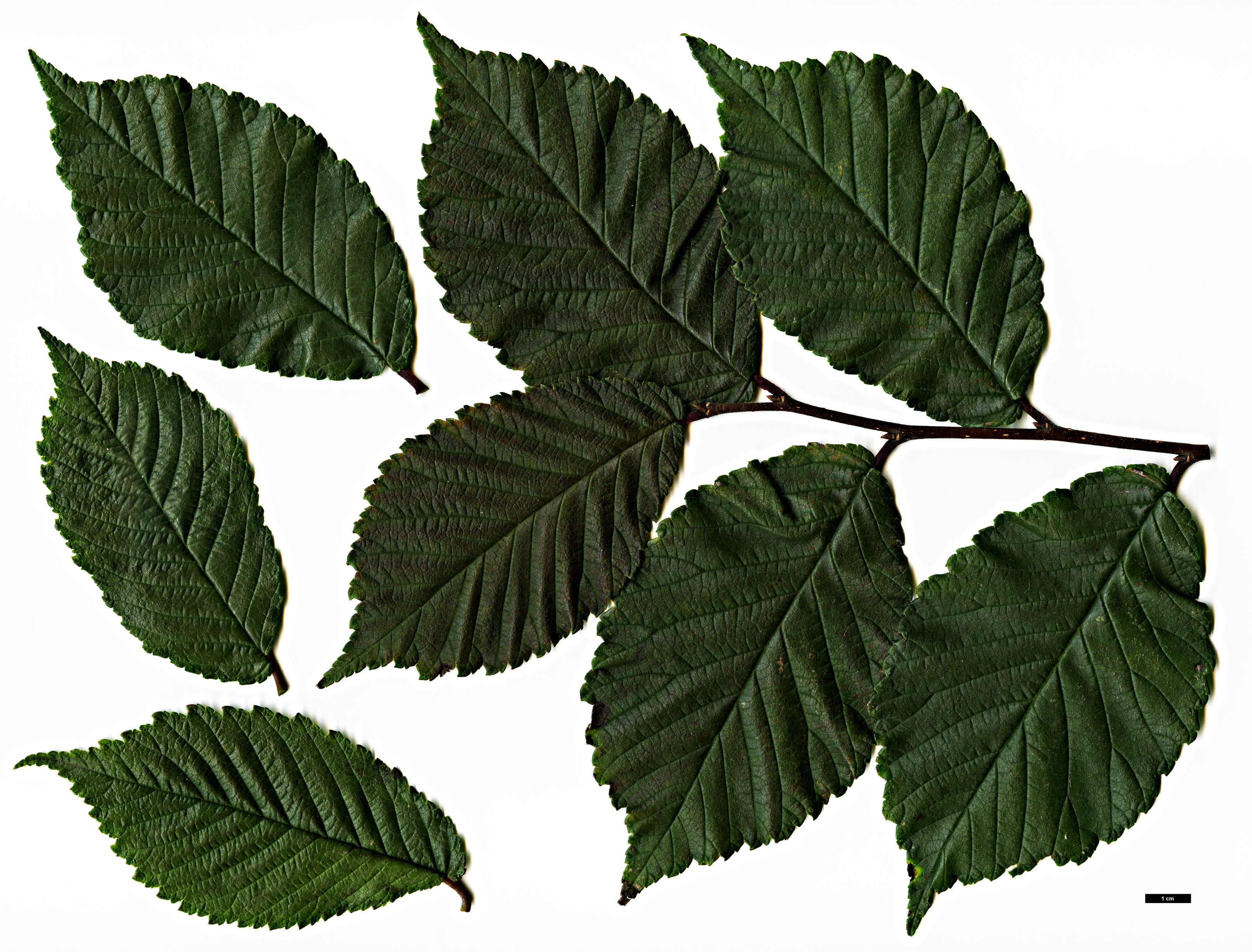 High resolution image: Family: Ulmaceae - Genus: Ulmus - Taxon: minor - SpeciesSub: 'Purpurea'