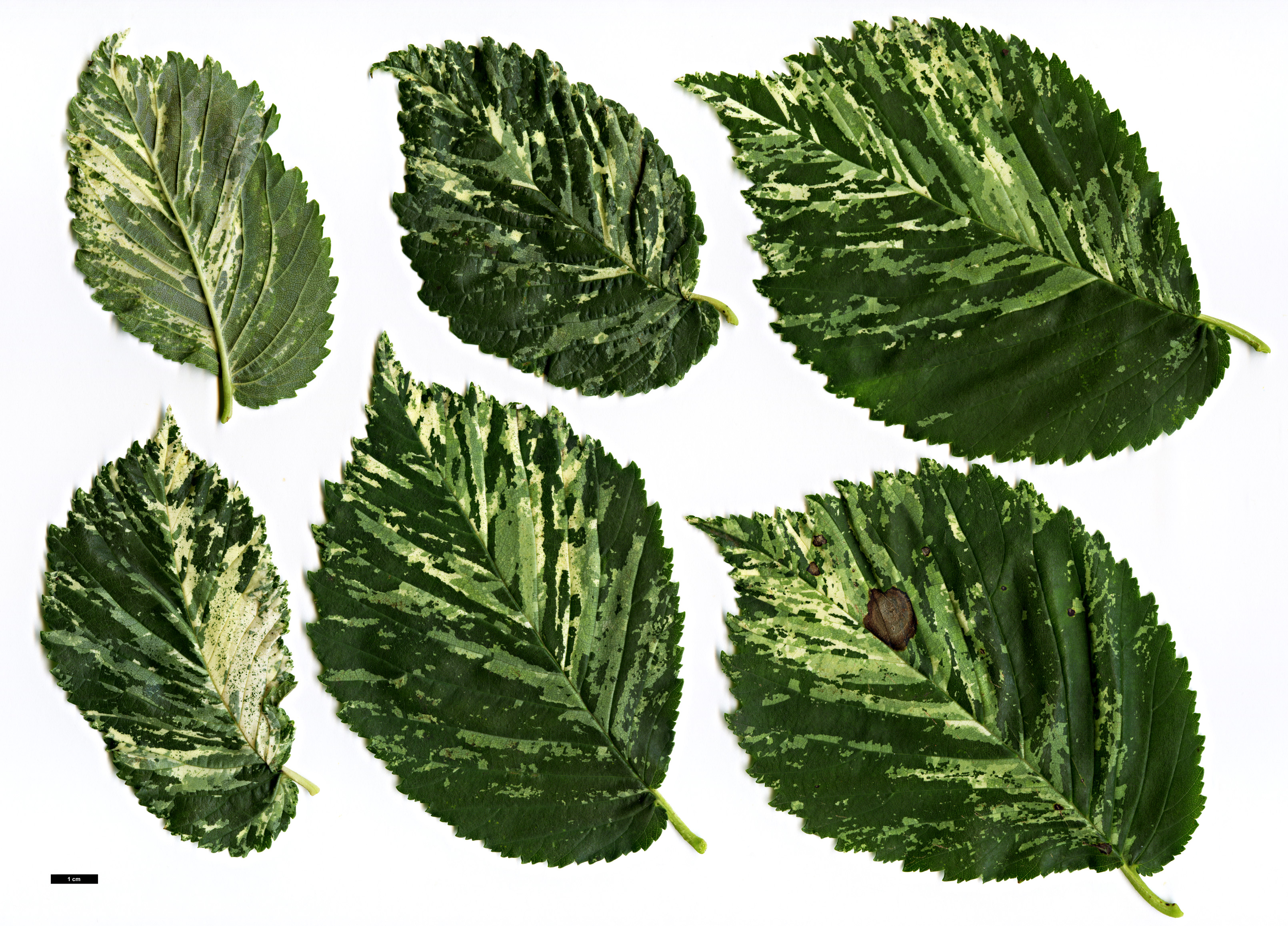 High resolution image: Family: Ulmaceae - Genus: Ulmus - Taxon: minor - SpeciesSub: 'Variegata'