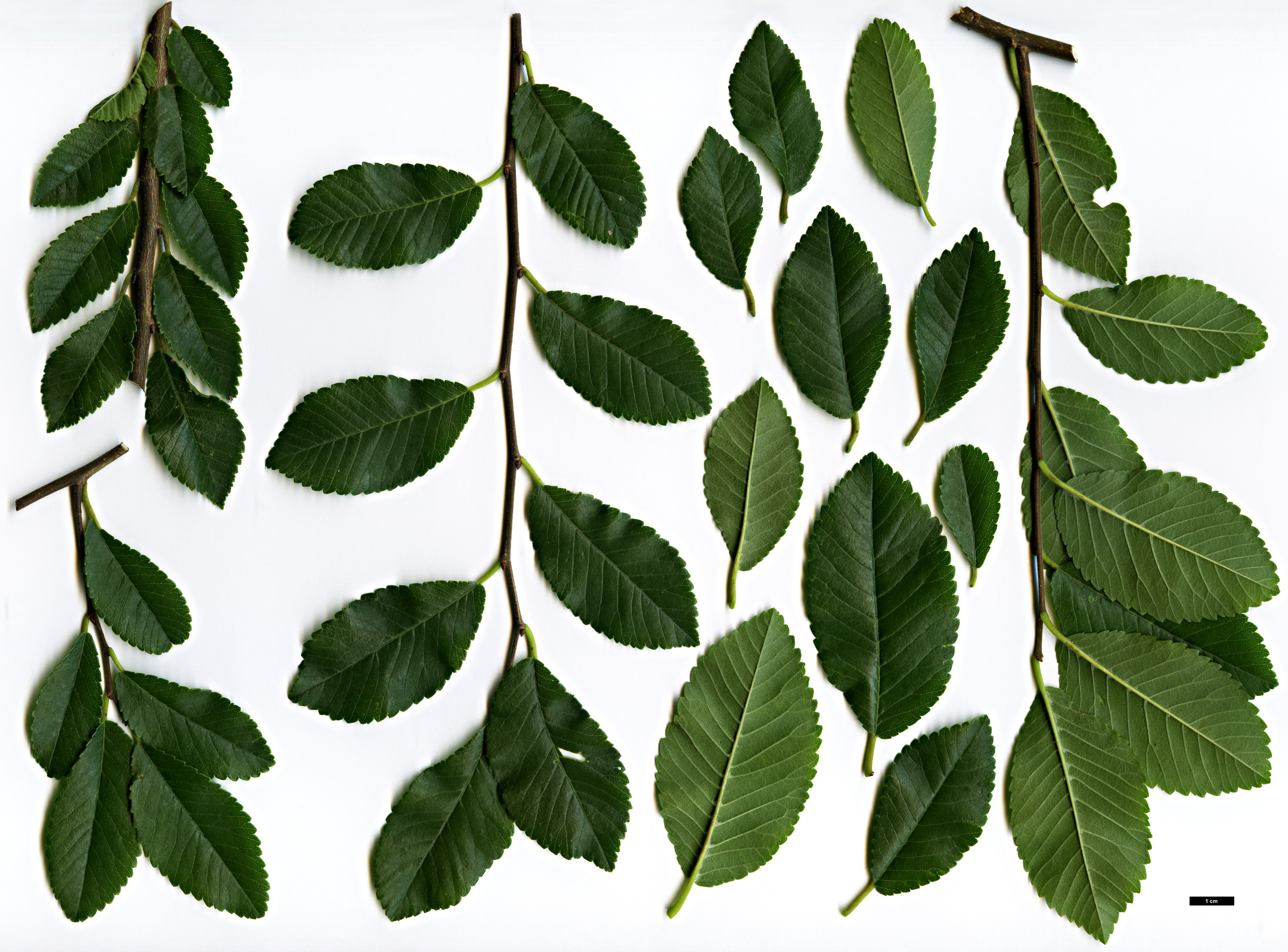 High resolution image: Family: Ulmaceae - Genus: Ulmus - Taxon: parvifolia