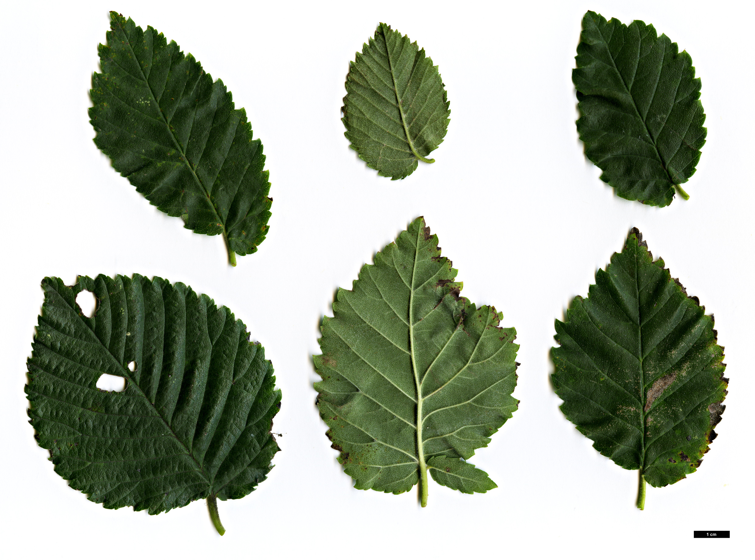 High resolution image: Family: Ulmaceae - Genus: Ulmus - Taxon: procera