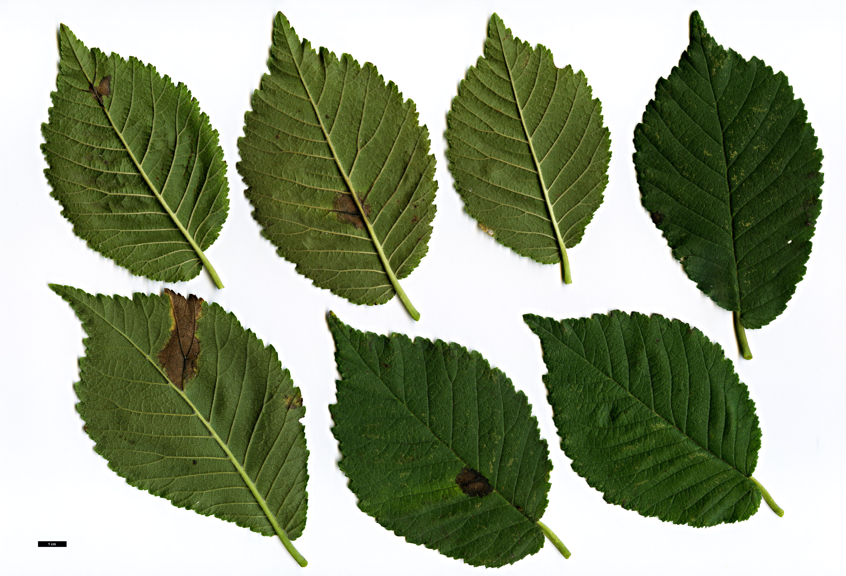 High resolution image: Family: Ulmaceae - Genus: Ulmus - Taxon: rubra