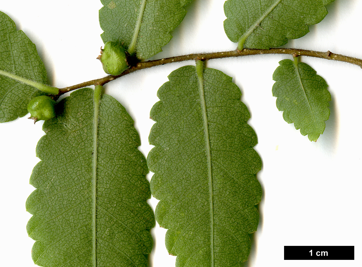 High resolution image: Family: Ulmaceae - Genus: Zelkova - Taxon: carpinifolia