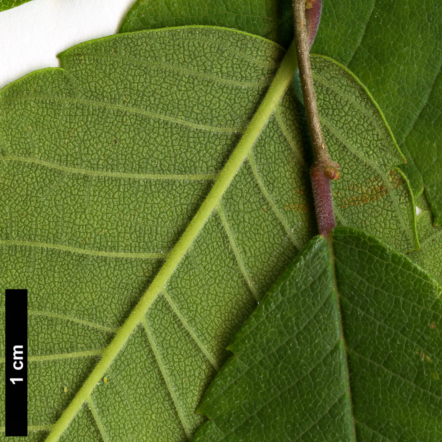 High resolution image: Family: Ulmaceae - Genus: Zelkova - Taxon: schneideriana