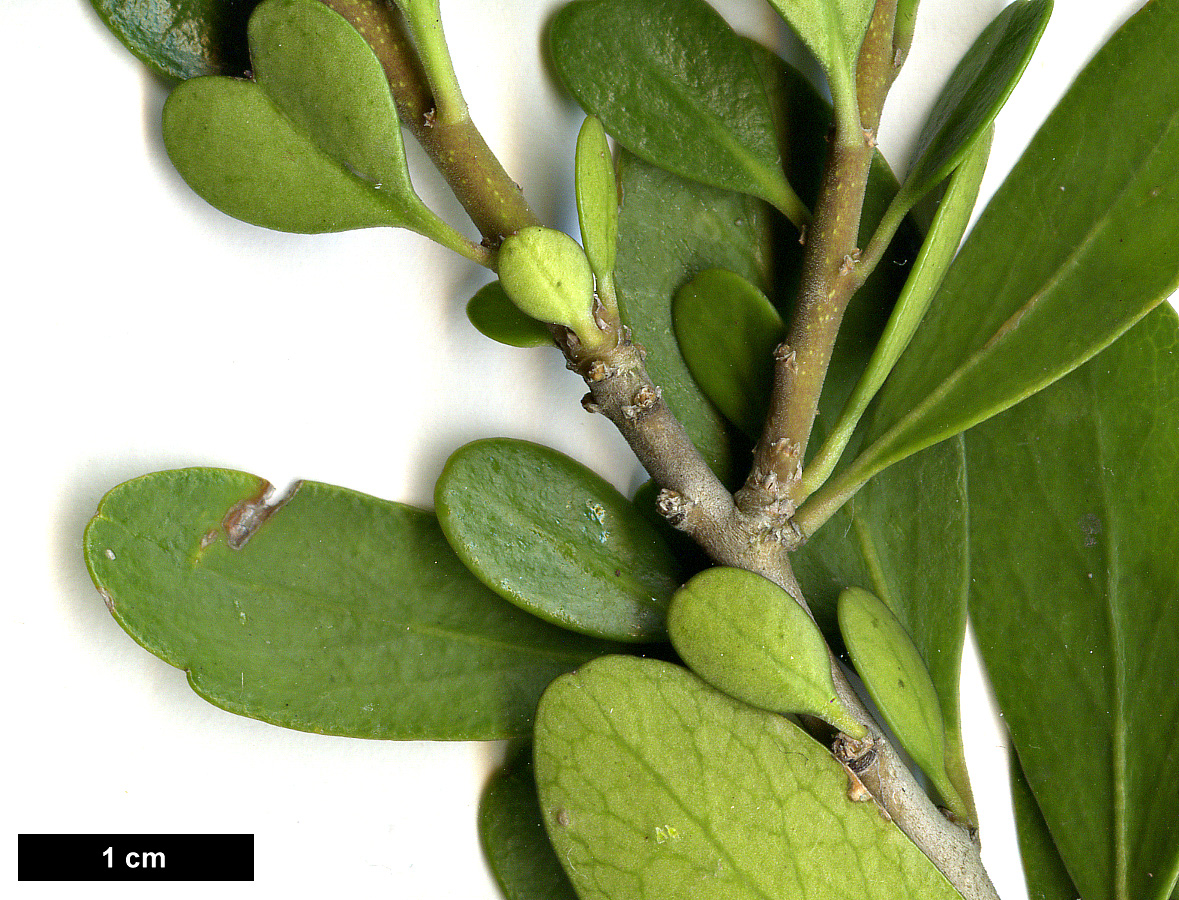 High resolution image: Family: Violaceae - Genus: Melicytus - Taxon: obovatus