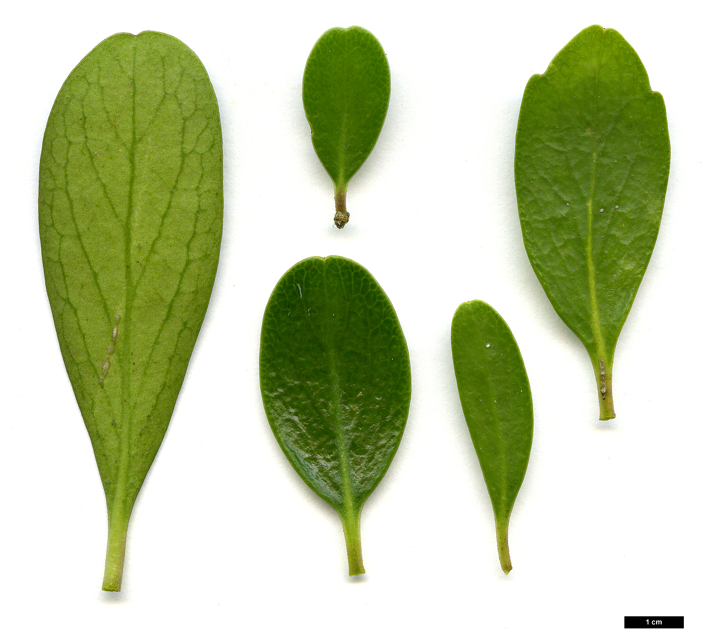 High resolution image: Family: Violaceae - Genus: Melicytus - Taxon: obovatus