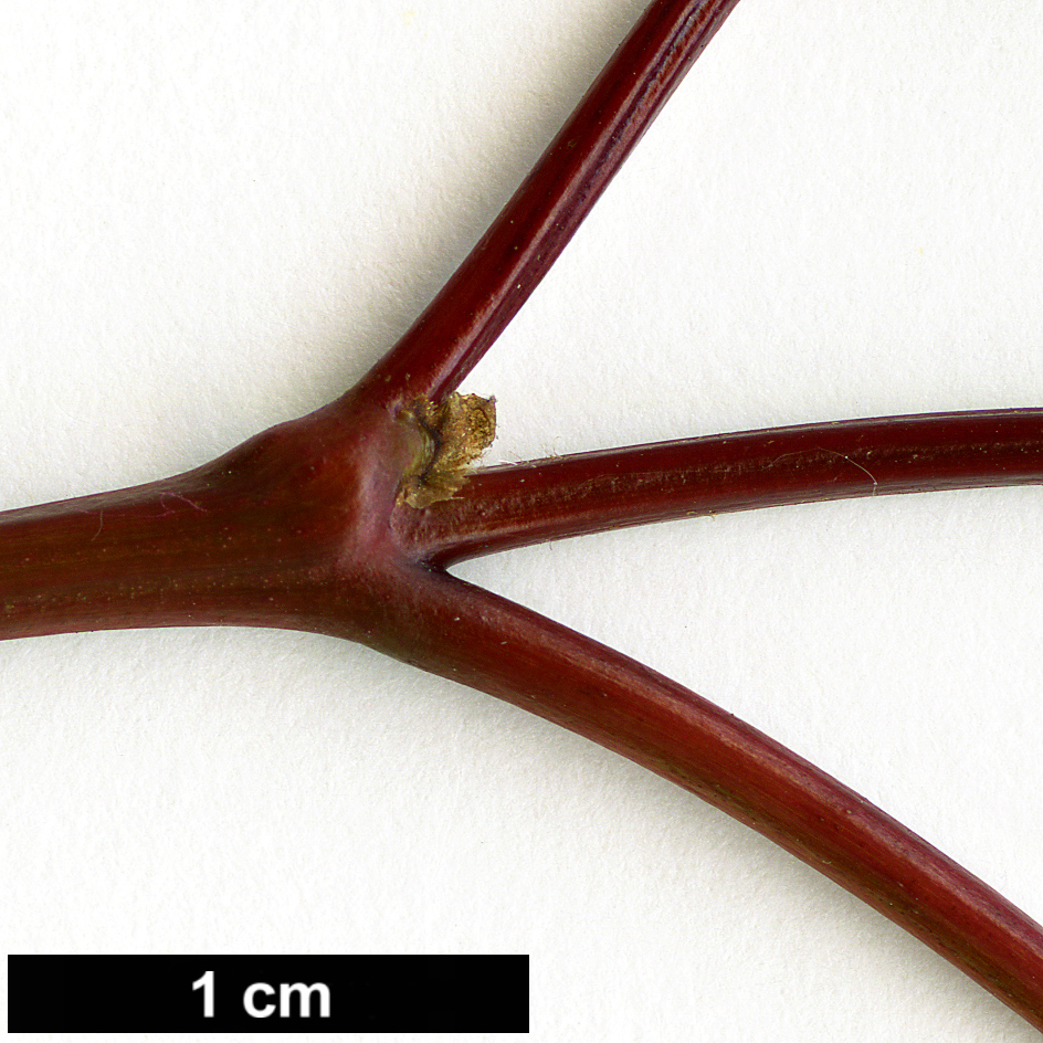 High resolution image: Family: Vitaceae - Genus: Ampelopsis - Taxon: humulifolia