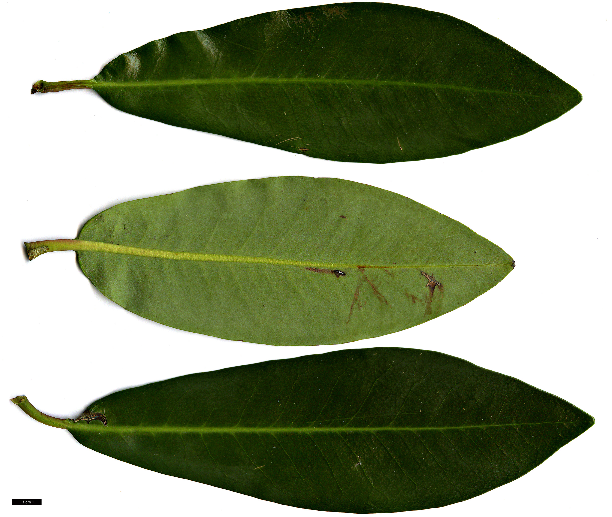 High resolution image: Family: Winteraceae - Genus: Drimys - Taxon: winteri