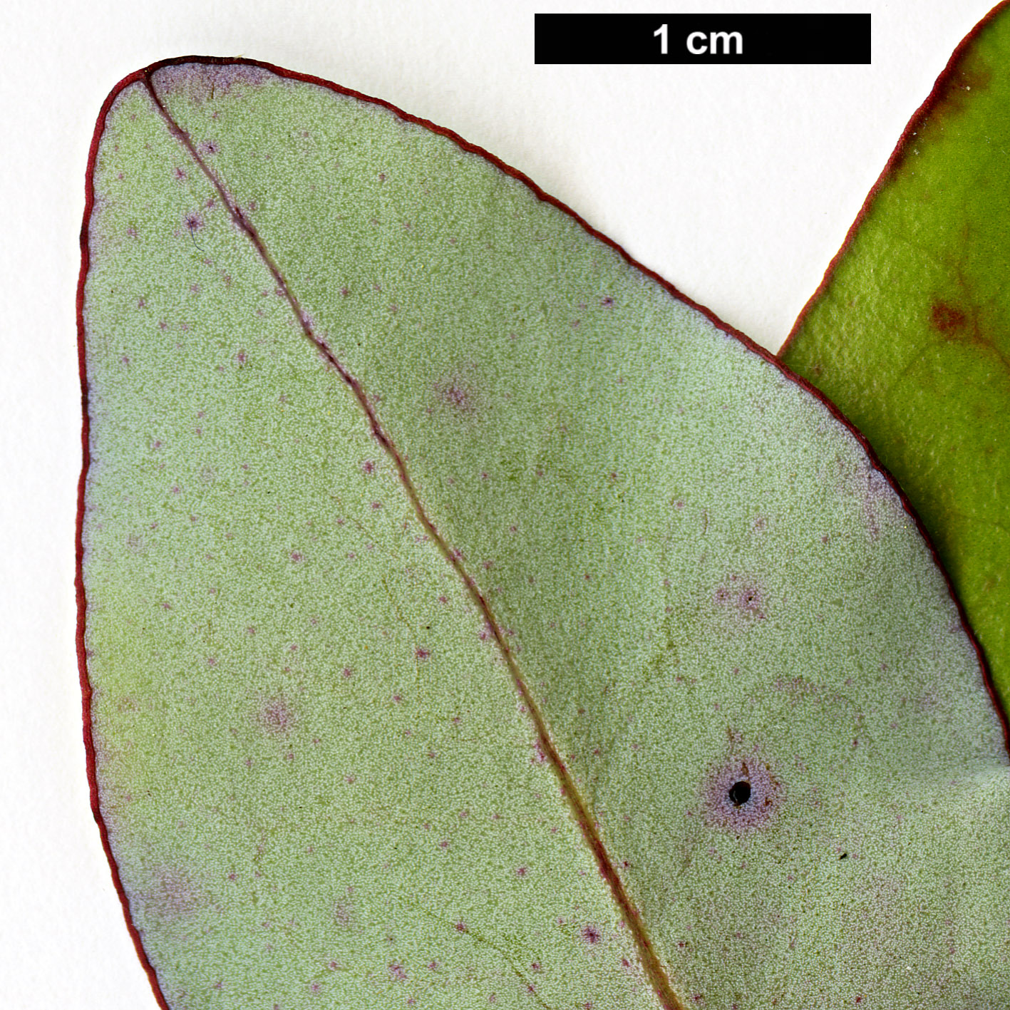 High resolution image: Family: Winteraceae - Genus: Pseudowintera - Taxon: colorata