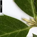 SpeciesSub: subsp.moschatum