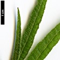 SpeciesSub: 'Linearifolium'