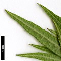 SpeciesSub: 'Linearifolium'