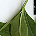 SpeciesSub: 'Lenticifolia'