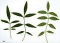 SpeciesSub: 'Lenticifolia'