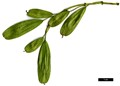 SpeciesSub: 'Monophylla'