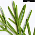 SpeciesSub: 'Genifolia'