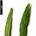 SpeciesSub: subsp.erythroxyloides