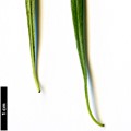 SpeciesSub: subsp.erythroxyloides