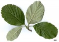 SpeciesSub: 'Rotundifolia'