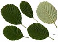 SpeciesSub: 'Rotundifolia'