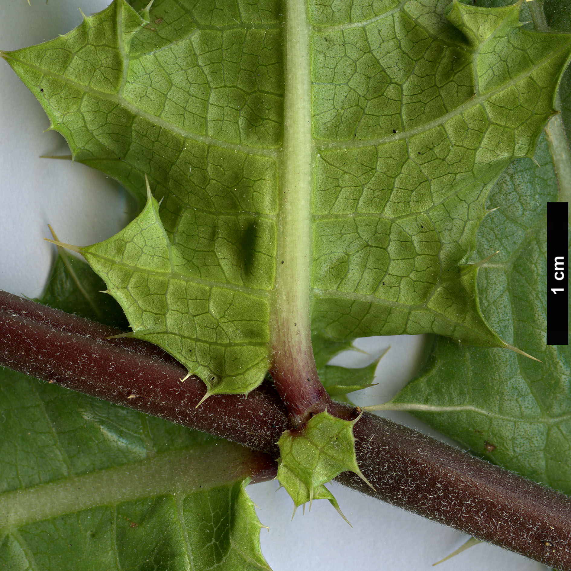 High resolution image: Family: Acanthaceae - Genus: Acanthus - Taxon: sennii