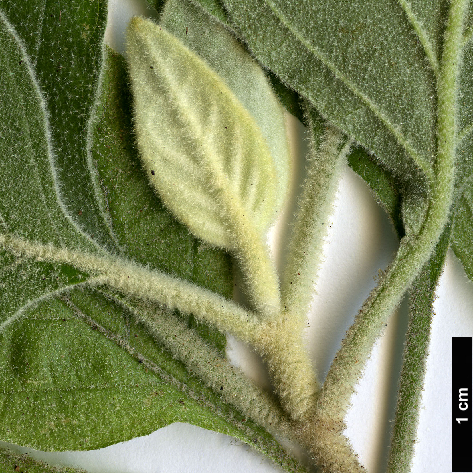 High resolution image: Family: Acanthaceae - Genus: Barleria - Taxon: albostellata