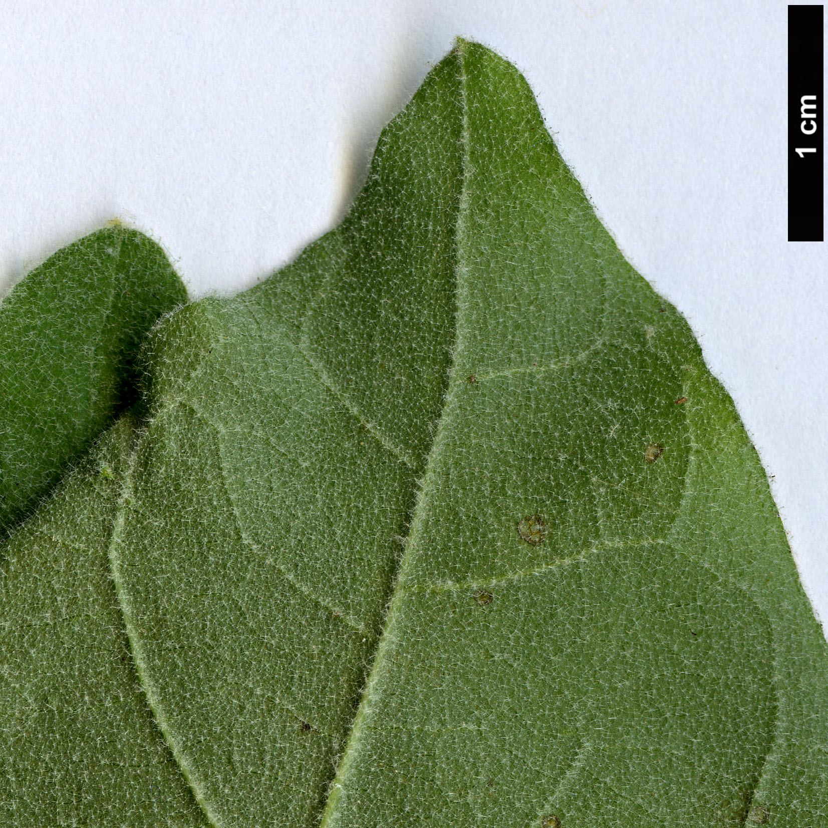 High resolution image: Family: Acanthaceae - Genus: Barleria - Taxon: albostellata