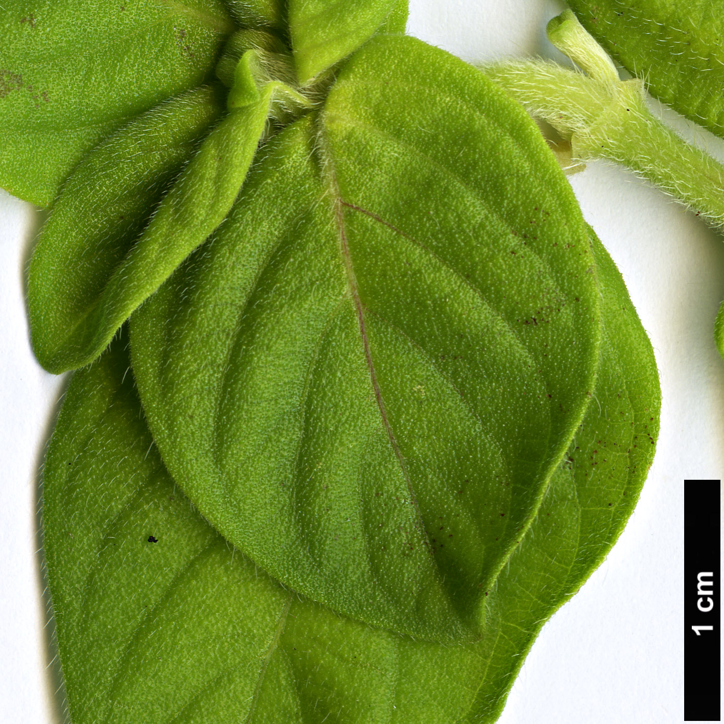 High resolution image: Family: Acanthaceae - Genus: Barleria - Taxon: guenzii