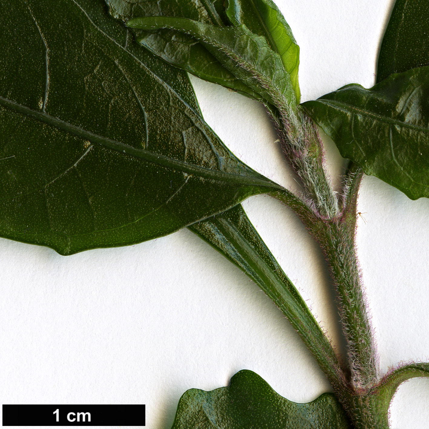 High resolution image: Family: Acanthaceae - Genus: Mackaya - Taxon: bella