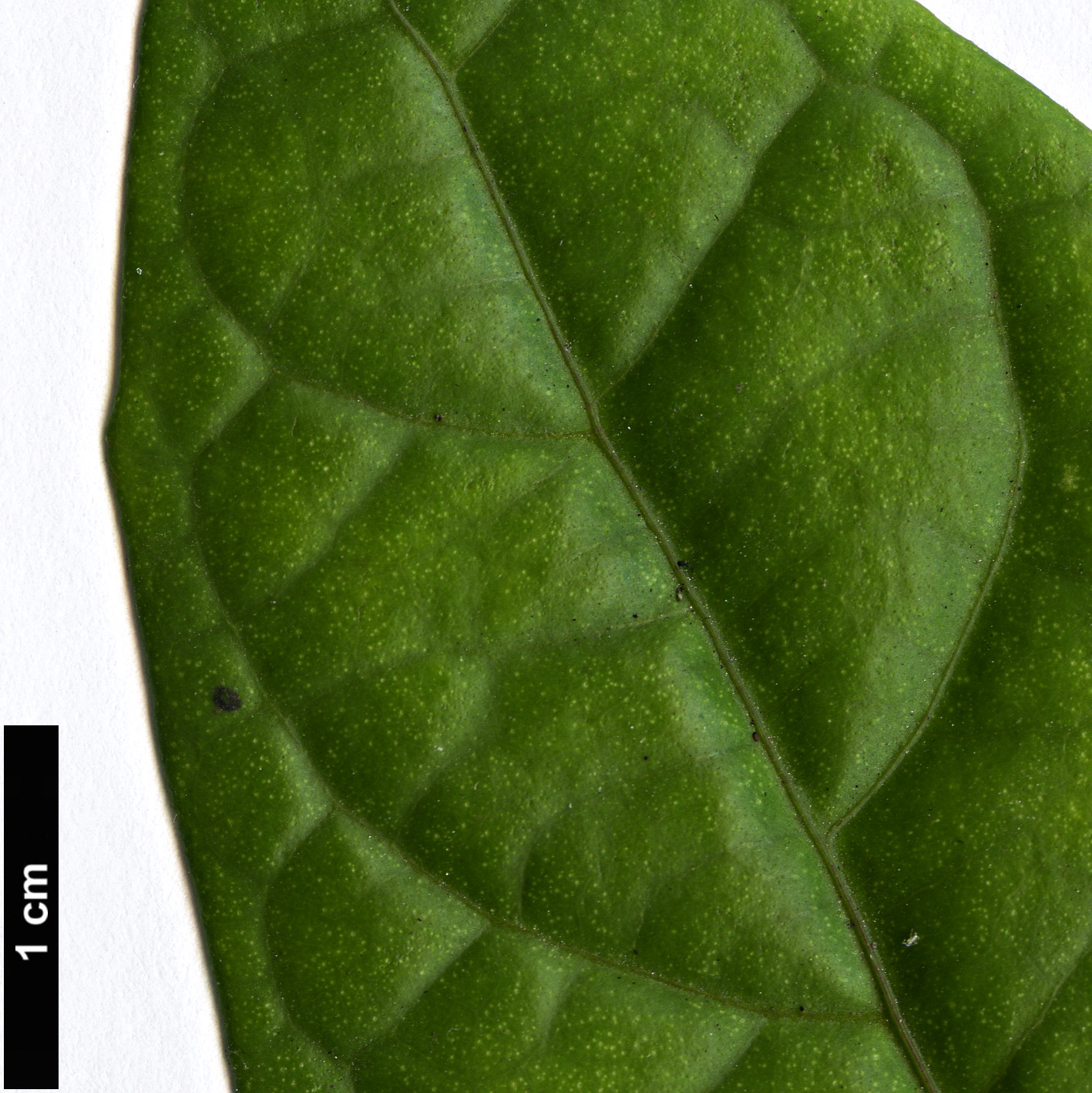 High resolution image: Family: Acanthaceae - Genus: Thunbergia - Taxon: erecta