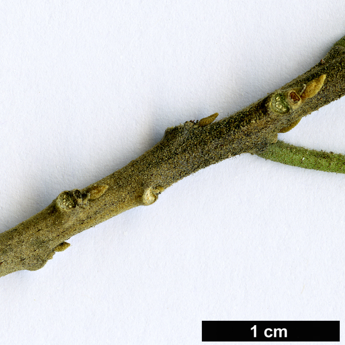 High resolution image: Family: Achariaceae - Genus: Kiggelaria - Taxon: africana
